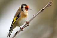 Los controvertidos estudios de un ‘teleco’ que los cazadores usan para avalar la captura de aves cantoras