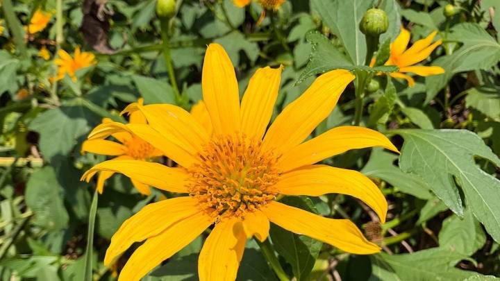 Ni Aloe vera ni Romero: la planta que es una joya contra la caspa y que podés tener en tu jardín sin esfuerzo