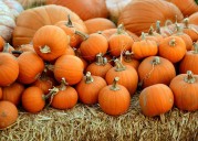 Pumpkin Disposal Tips That Help The Planet And Community