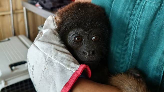 Arequipa: Rescatan nueve monos del tráfico ilegal en lo que va del año y alertan aumento del delito