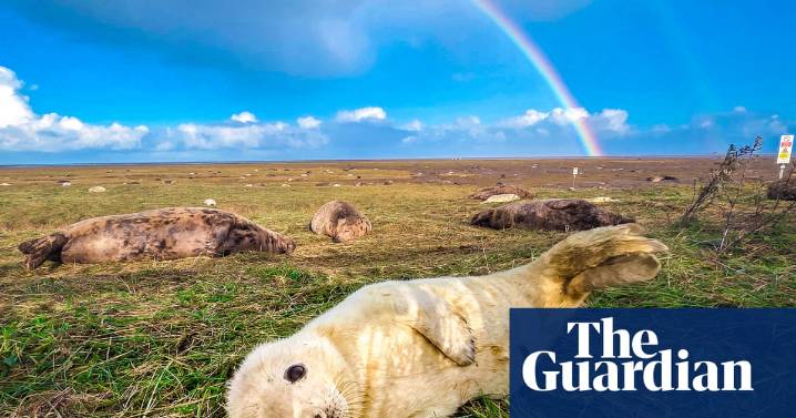 Week in wildlife: seal pups, albino turtles and a sleeping tiger