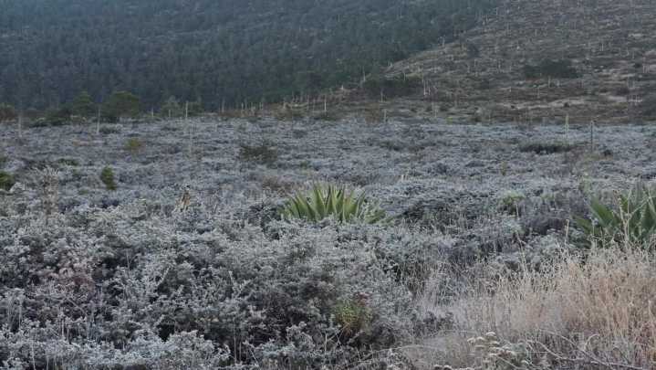 Vegetación Amanece Cubierta de Hielo por Bajas Temperaturas en Galeana, Nuevo León