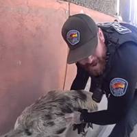 Pulled-over pork: Albuquerque police pursue pig during morning may