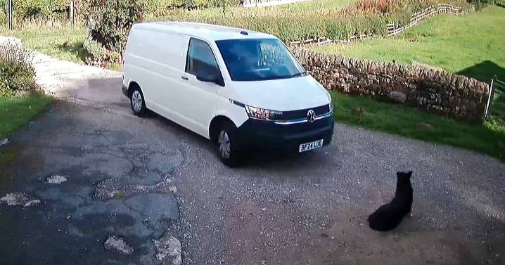 Amazon sends fuming dad £25 bed after driver runs over his dog