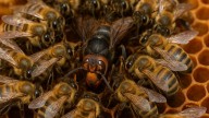 Increíble pero cierto: la sorprendente táctica cooperativa de las abejas para asfixiar a la avispa asiática
