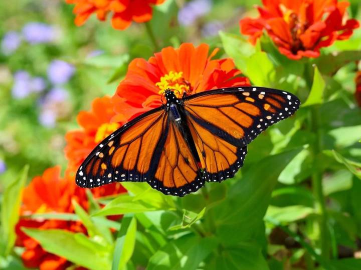 500 Mariposas Monarca vuelan hacia México con transmisores pegados a sus cuerpos