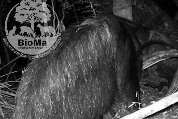 Un oso en Corrientes: Detallan primer registro fuera del área de reintroducción