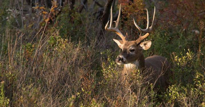 More than 51,000 deer harvested during first weekend of Illinois firearm deer season