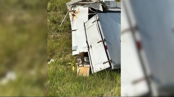 Last monkey on the loose after Mississippi highway crash captured