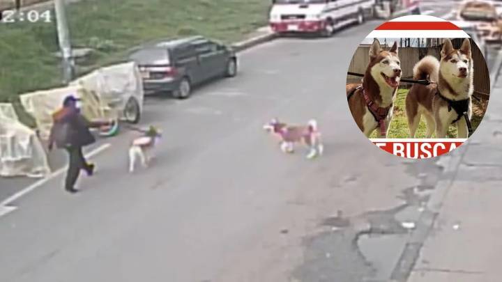 ¿Los ha visto?: delincuentes hurtan dos perros en el barrio Madelena, en Bogotá