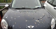 Remove bird poo from your car instantly with simple cleaning hack