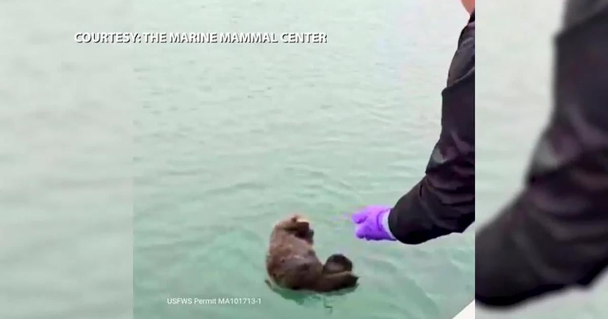 Sea otter pup and mom reunited