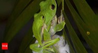 Malabar gliding frog: The treetop frog that builds a foam nest instead of laying eggs in water