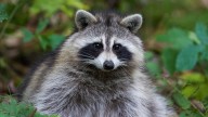 An Arkansas study says city raccoons show signs of domestication