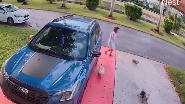 Family dog dies after coyote attack caught on camera