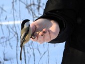 Cornwall to continue its bird-friendly initiatives | Brockville Recorder & Times