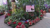 Poinsettia exhibit brings holiday color to the Buffalo and Erie County Botanical Gardens