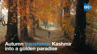 Autumn transforms Kashmir into a golden paradise, tourists left mesmerised