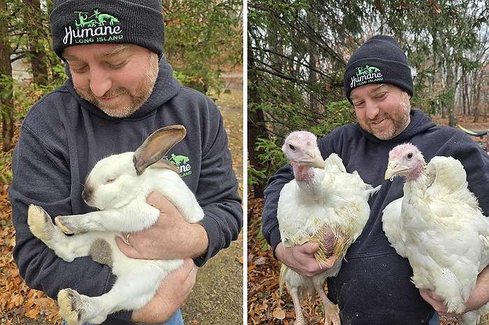 Humane Long Island Rescues Two Turkeys and a Rabbit From NYC Live Slaughter Markets Ahead of Thanksgiving: Meet them now!