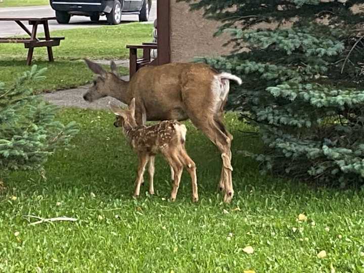 Crime watch advisory issued after buck found shot and left to waste near Coronach