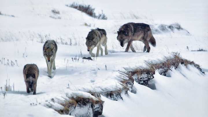 Yellowstone Visitor “Lucky to Be Alive” After Approaching A Pack of Wolves While Bystanders Watched In Horror