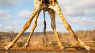 The Surprising Reason Why Giraffes Have Such Very Long Legs