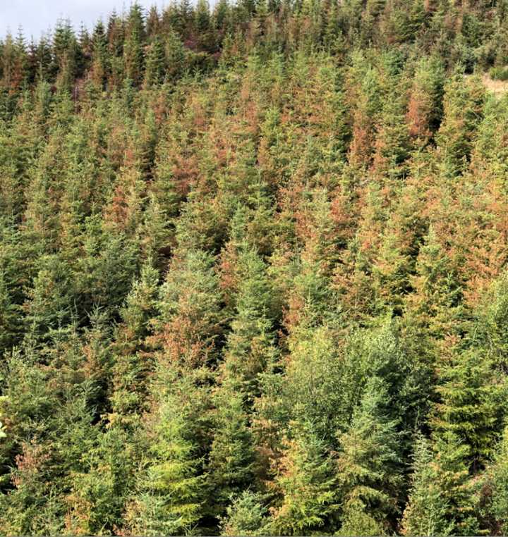 2021 heat dome left Rhode Island-sized damage in Oregon’s, Washington’s western forests Free