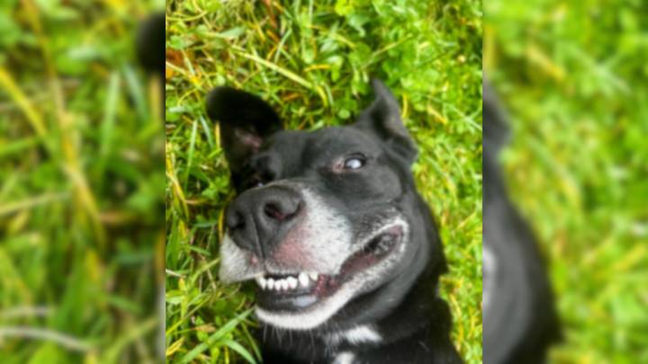 North Carolina Pup Found Tied To A Tree Desperately Needs A Second Chance