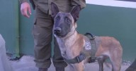 Debuta el primer perro policial detector de armas en operativo policial en Puente Alto y Colina: hay cinco detenidos