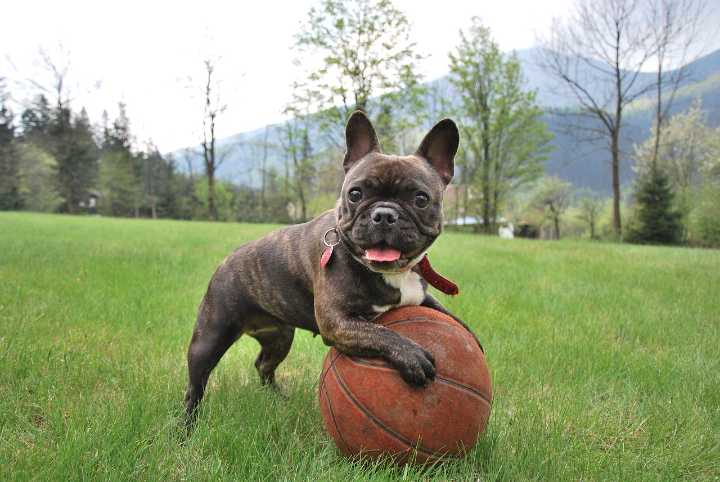 Ultimate French Bulldog Puppy Shopping List: Checklist of 25 Must