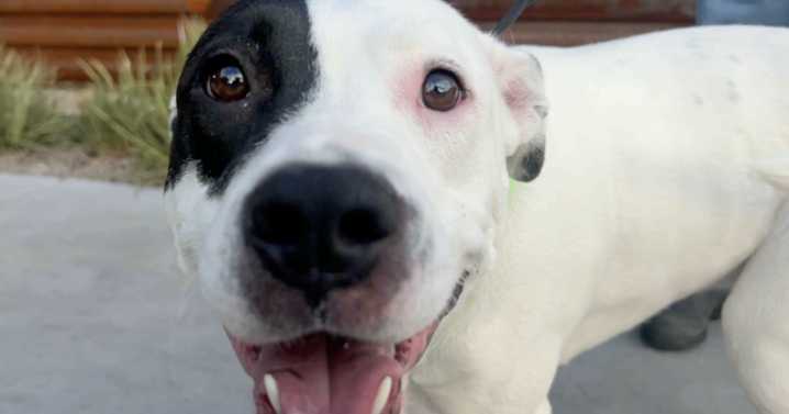 About 200 dogs saved from PACC over the weekend