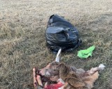 Conservation officers warn hunters against illegal dumping of deer remains