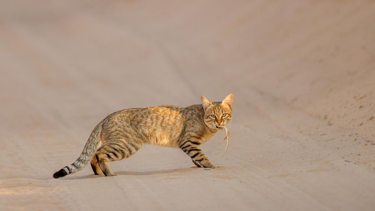 El gato doméstico se originó en el norte de África y se extendió por Europa hace solo 2.000 años