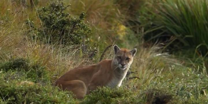 Video | El majestuoso puma concolor que fue captado en el Parque Chingaza: “El Páramo me dio el mejor obsequio” - Infobae
