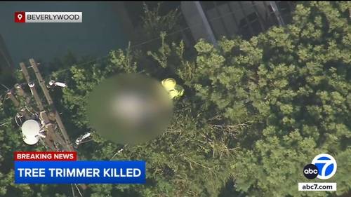 Tree trimmer killed after coming in contact with power lines, being suspended 30 feet above ground in Beverlywood