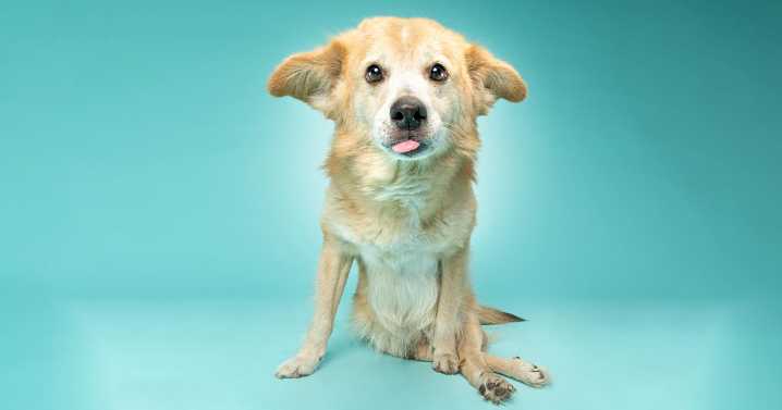 30 Stunning Photos That Show Dogs With Disabilities Are Full Of Life