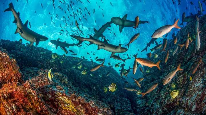 Sharks are thriving in some marine parks