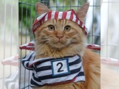 Gato queda bajo “encierro obligatorio” tras fallo en Francia que sanciona a su dueña por conflictos vecinales