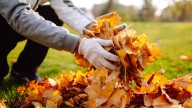 7 Ways To Use Leaves As Fertilizer In Your Lawn Or Garden
