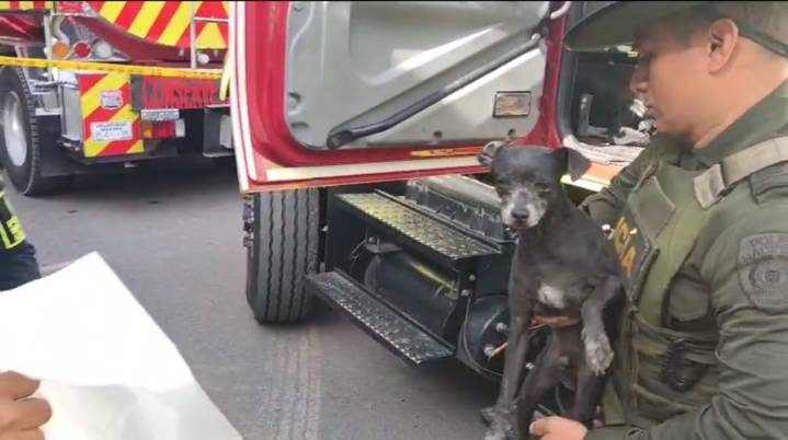Perrito callejero fue rescatado tras la explosión en el barrio Las Acacias de Neiva