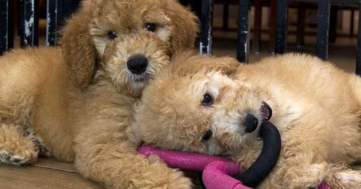 Las Vegas could soon join Clark County, North Las Vegas in pet store sales ban