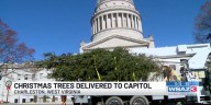 Christmas trees delivered to Capitol