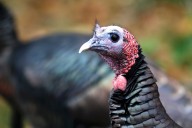 How trading wild turkeys for other animals became a conservation success story