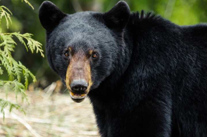 Bear, in fall feeding frenzy, follows 87-year-old California man into his home