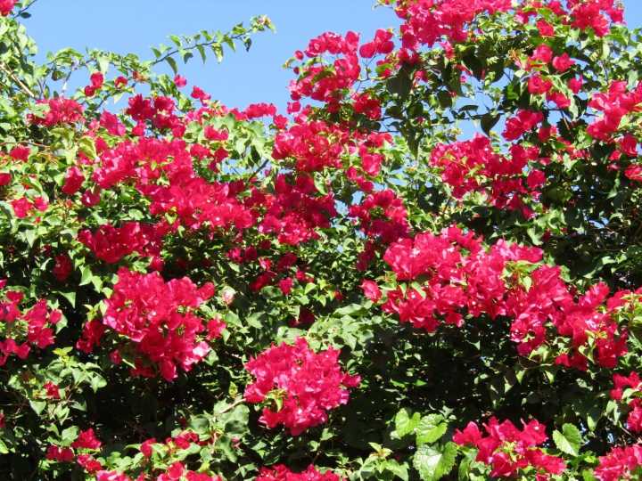 Plant Doctor: Sometimes neglect pushes bougainvilleas to bloom