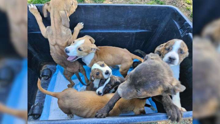 Idaho Hikers Find Abandoned Puppies, Leading To A Heartwarming Rescue