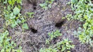 Los expertos mandan un aviso: si encuentras estos agujeros en el jardín, puedes tener cerca a estos animales