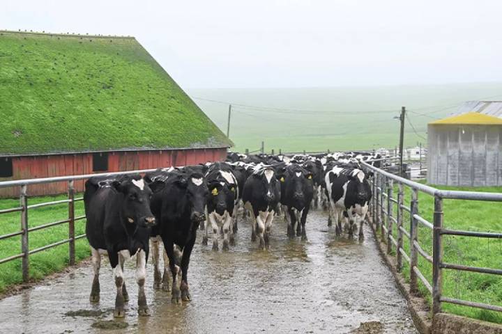 Trump misses the target on beef collusion