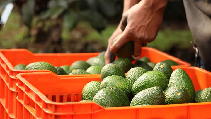 Destacan campesinos exportación de aguacate sin intermediarios