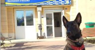 «Soy Ona y me estoy preparando para ser una gran policía»: Alcúdia tiene nueva heroína de cuatro patas